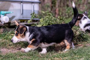 Welsh Corgi Cardigan -  k odběru - 3