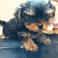 Yorkshire terrier, yorkshirsky terier, york - 3