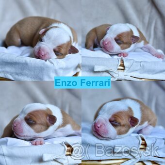 American bully s pp - 3