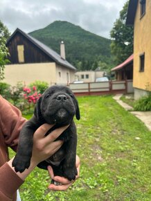 Predám šteniatka psíkov CANE CORSO - 3