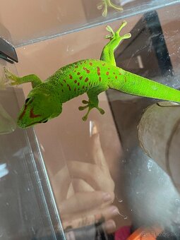 Predám 0,1 phelsuma m. grandis - 3