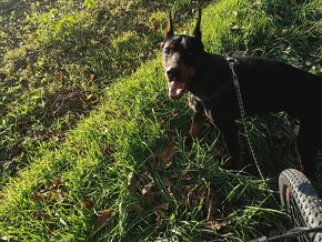 Doberman šteniatka - 3