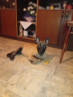 Belgicki ovciak malinois - 3