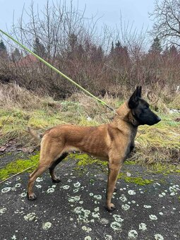 BELGICKÝ  OVČIAK  MALINOIS - 3