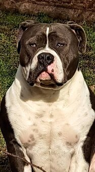 AMERICAN BULLY - 3