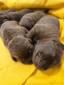 Labrador retriever čokoládové šteniatko s PP - 3