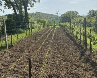 Predaj, Podlužany, Viničný domček s vinohradom - 3