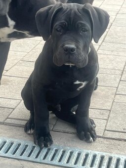 NAPREDAJ CANE CORSO S PP - 3