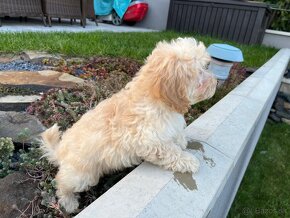 Maltipoo - šteniatko, predbežne rezervácia - 3