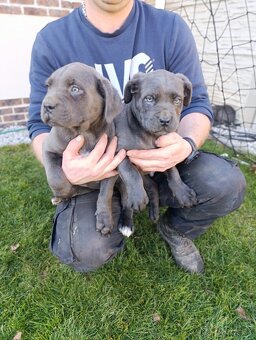 Cane corso modré šteniatka - 3