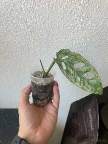 Monstera adansonii mint - 3