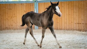 Letošní American Quarter Horse black klisna, vnučka Gunnera - 3