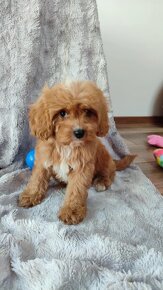 Cavapoo kavapoo - 3