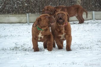 Bordeauxská doga, Dogue de Bordeaux, Bordo doga - 3