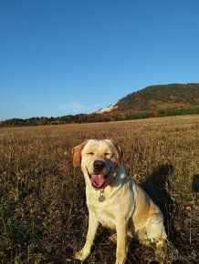 Ponúkam fenku Labradora na krytie. - 3