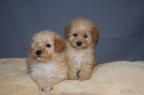 Maltipoo - 3