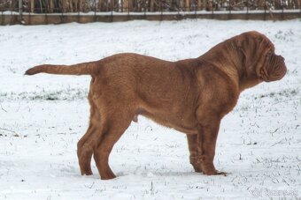 Dogue de Bordeaux, Bordeauxská doga, Bordo doga - 3