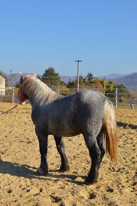 Žrebec na predaj - Percheron - 3