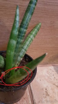 Sansevieria oddelok - 3