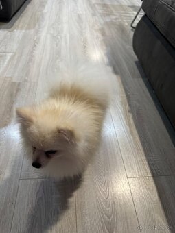 Pomeranian boo mini - 3