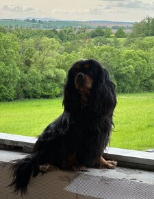 Cavalier king čarles spaniel. - 3