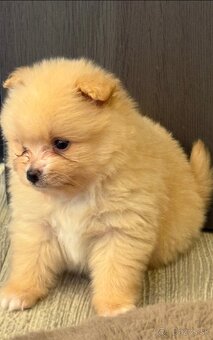 Pomeranian-pomerian - 3