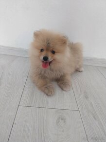 Pomeranian mini - 3