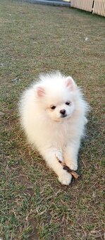 Pomeranian Spitz - trpaslík je chlapec a dívka. - 3