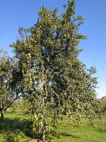 Hrušky na kvas, samozber, 0,40e/kg, cca 300kg - 3