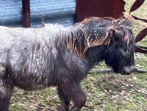 mladý žrebec mini shetland pony "CARLOS" - 3