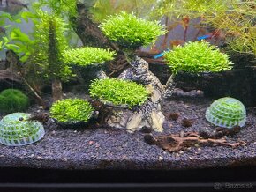 Rastlinne ostrovceky - aquascaping - 3