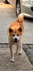 Akita inu - 3