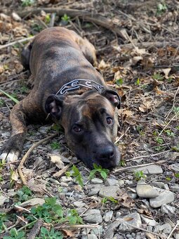 Predám šteniatka mama križena pitbulka otec staford - 3