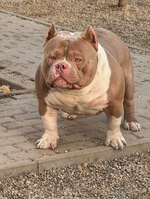 American Bully - 3