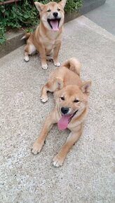 SHIBA INU - 3