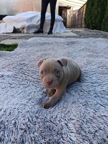 J&K bullys "ponúkame na predaj American bully pocket - 3