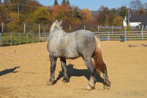 Predám ťažného koňa - Percheron - 3