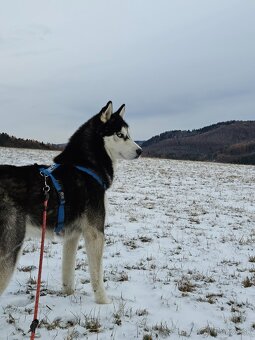 Sibírsky husky na krytie. - 3