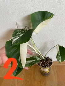 Rastlinky Monstera Albo Variegata - Panašovaná monstera - 3