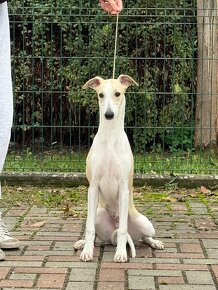 Whippet s PP - 3