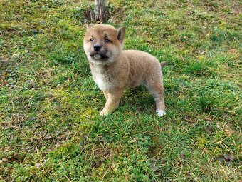 shiba inu - 3