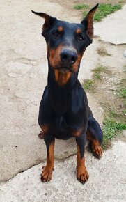 Doberman šteniatka - 3