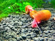 Ramshorn-bright red - 3