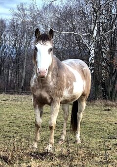 APH APHA PAINT HORSE ŽREBEC pripúšťanie - 3