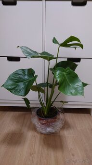 Monstera deliciosa, nová 60 cm - 3