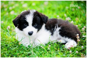 Border Collie Border Kolia s PP FCI - 3