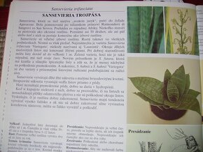 Sansevieria hahnii - svokrin jazyk malý ružicový - 3