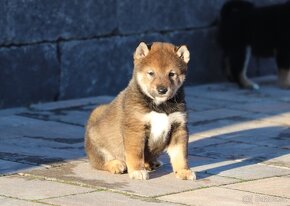 Shiba s PP - 3