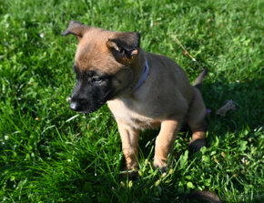 Belgický ovčiak - Malinois - 3