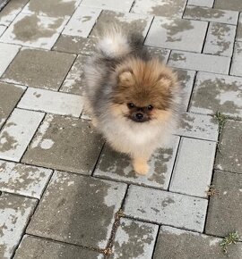 Pomeranian - 3